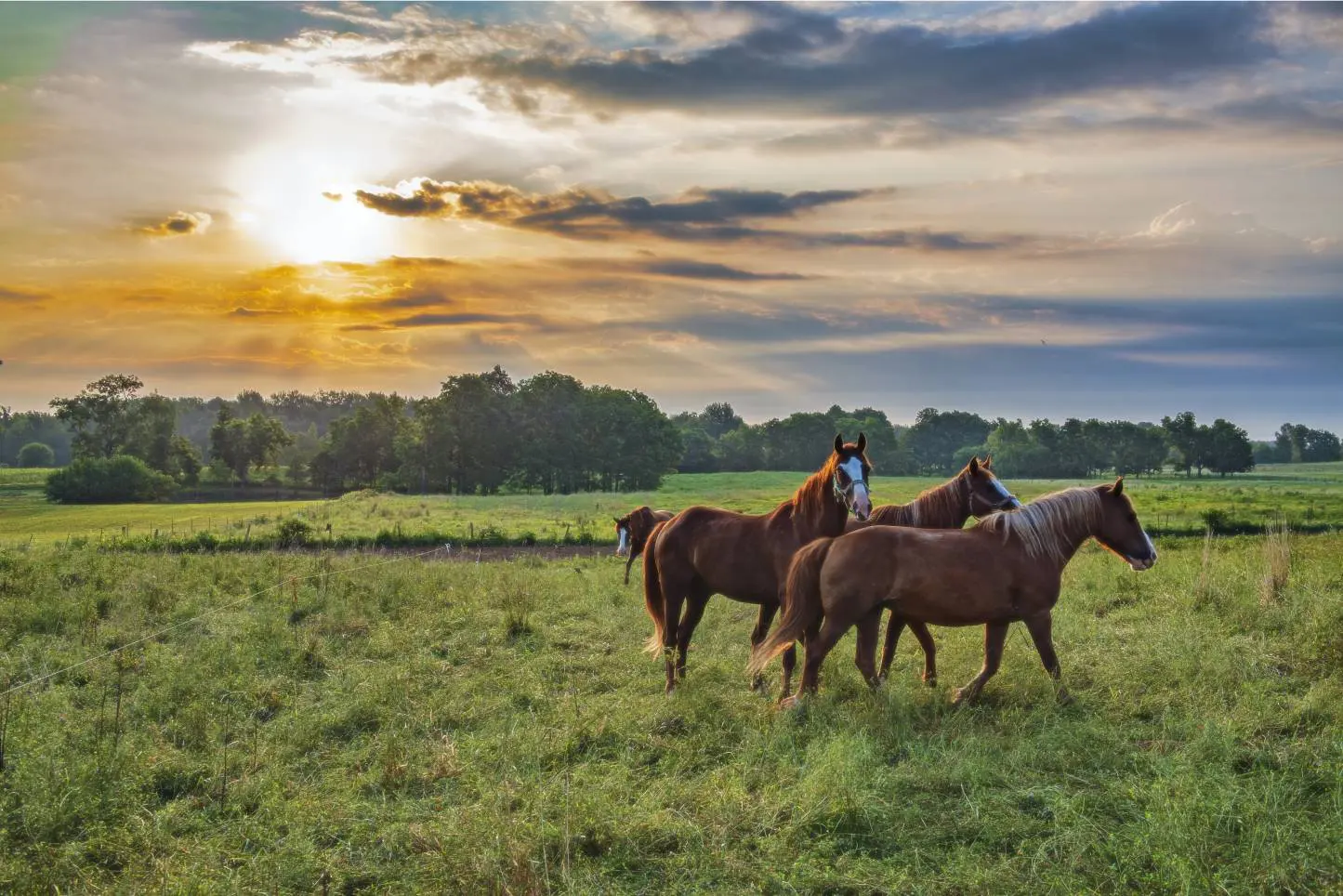 Horses grazing in a field at sunset.
