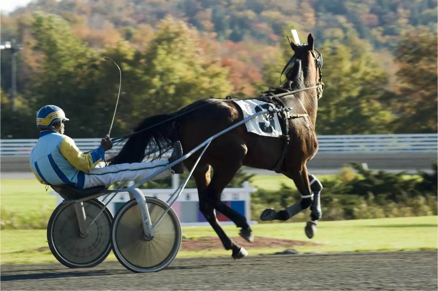 Harness racing horse with jockey on track.