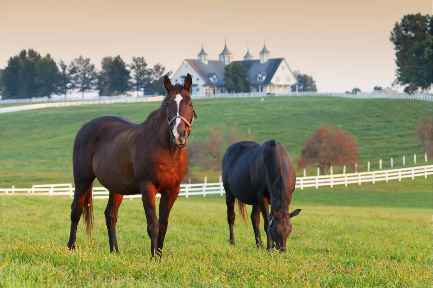 Horses grazing in a grassy field.