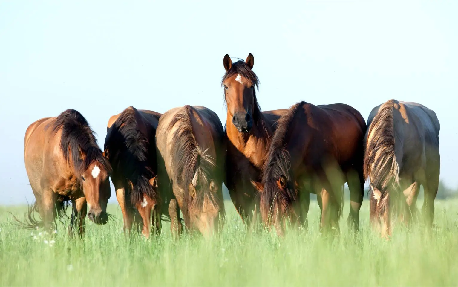 Five horses grazing in a grassy field.