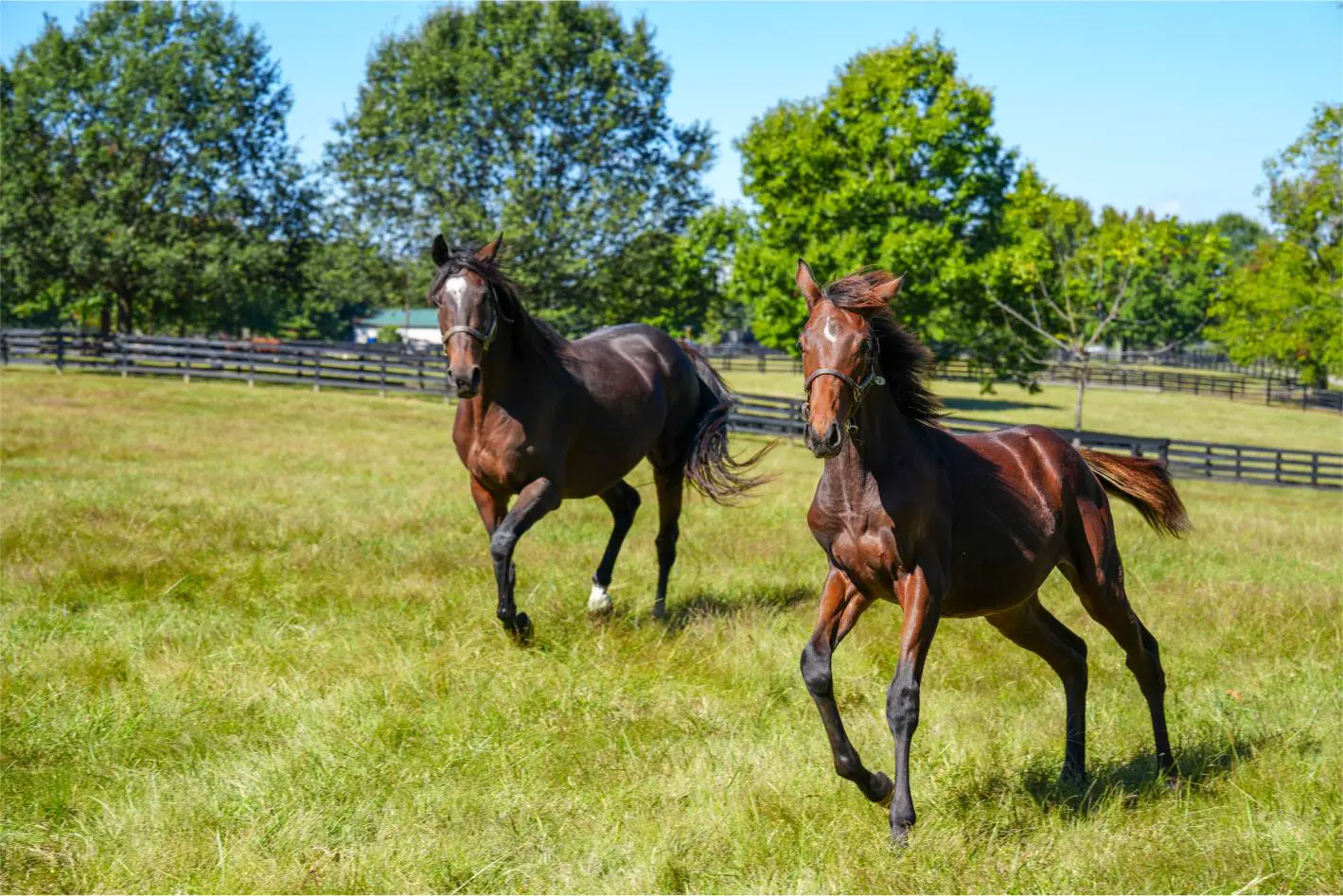 Two horses running in a grassy field.