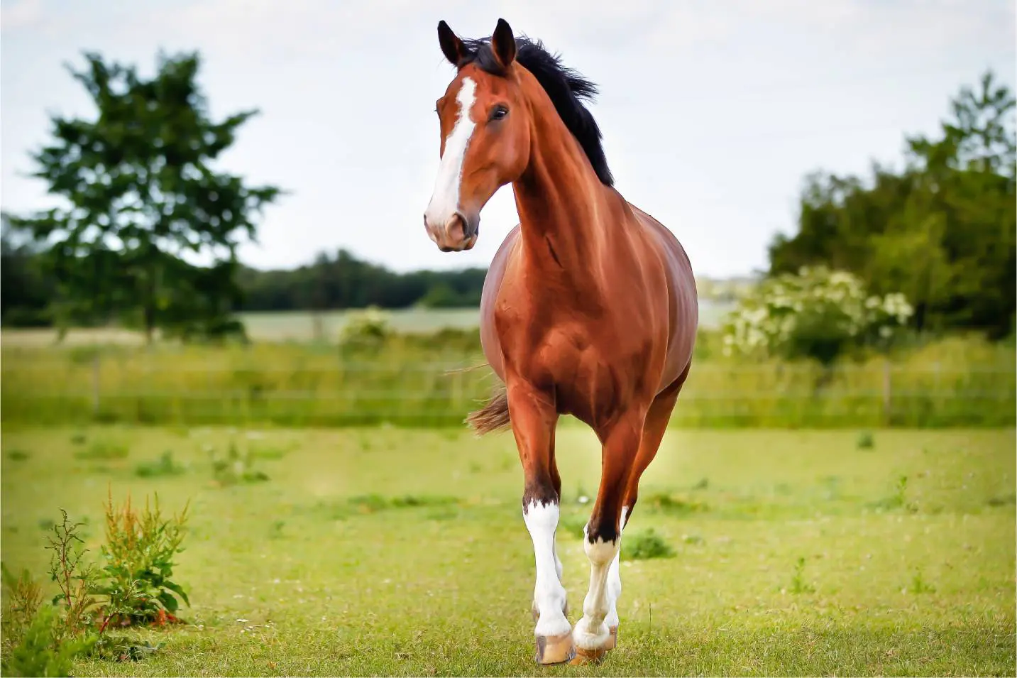 Brown horse standing on a grassy field.