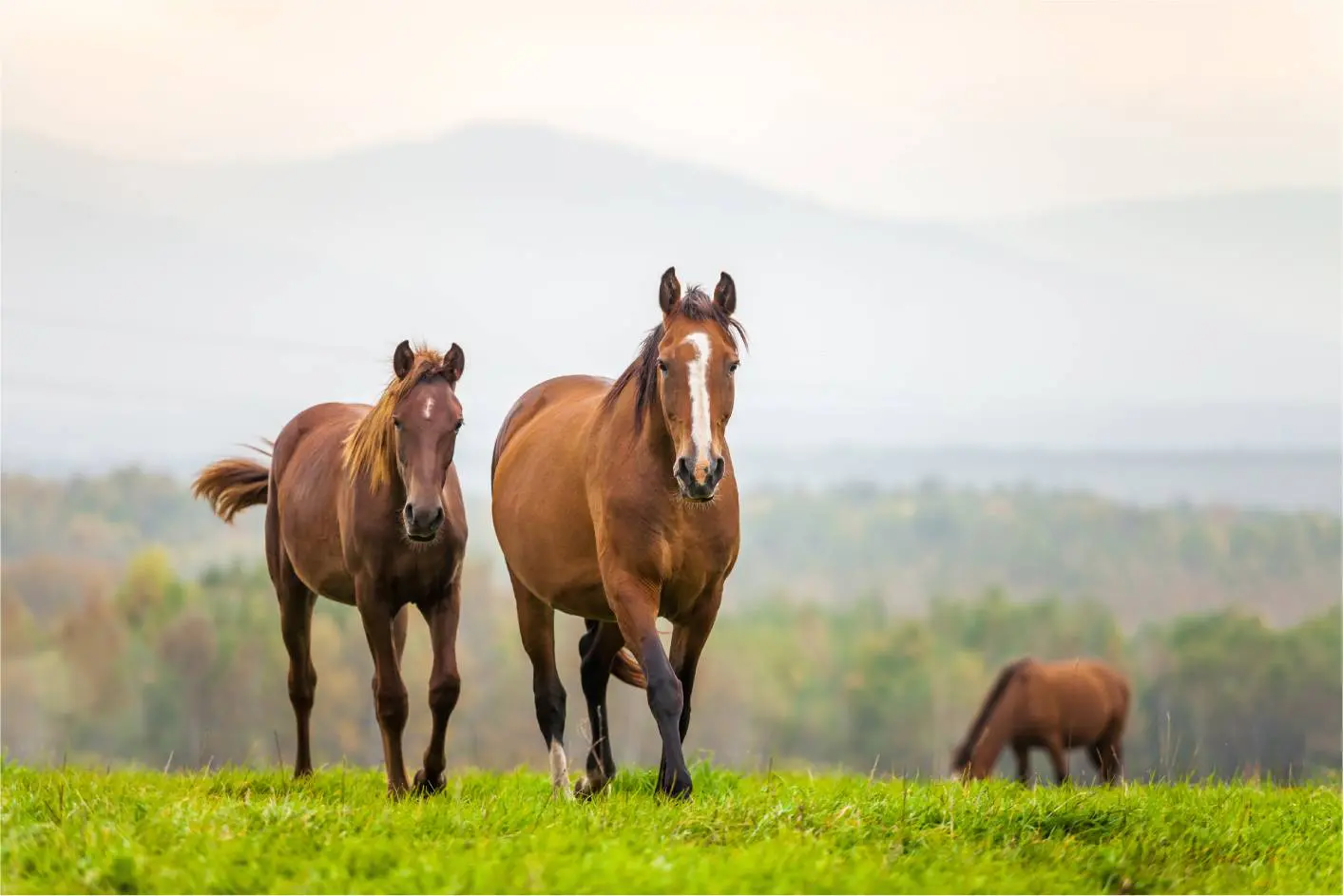 Two horses walking in a grassy field.
