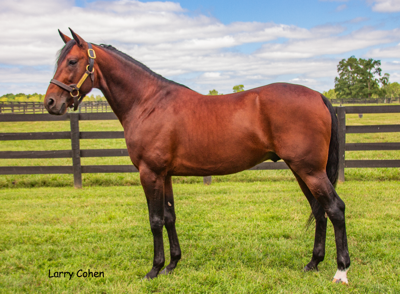 Brown horse standing in a grassy field.