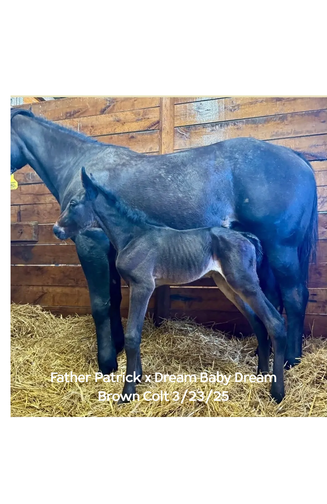 68191399565a0_FP x DBD 25 A horse and its foal in their stall.