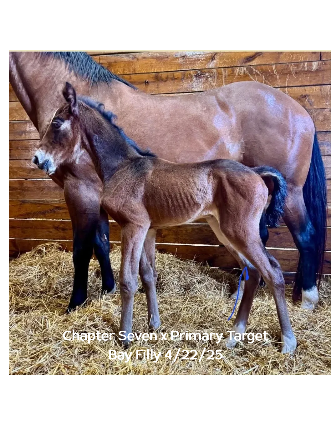 681913f7c6602_C7 x Primary Target 25 A horse and its foal in the barn