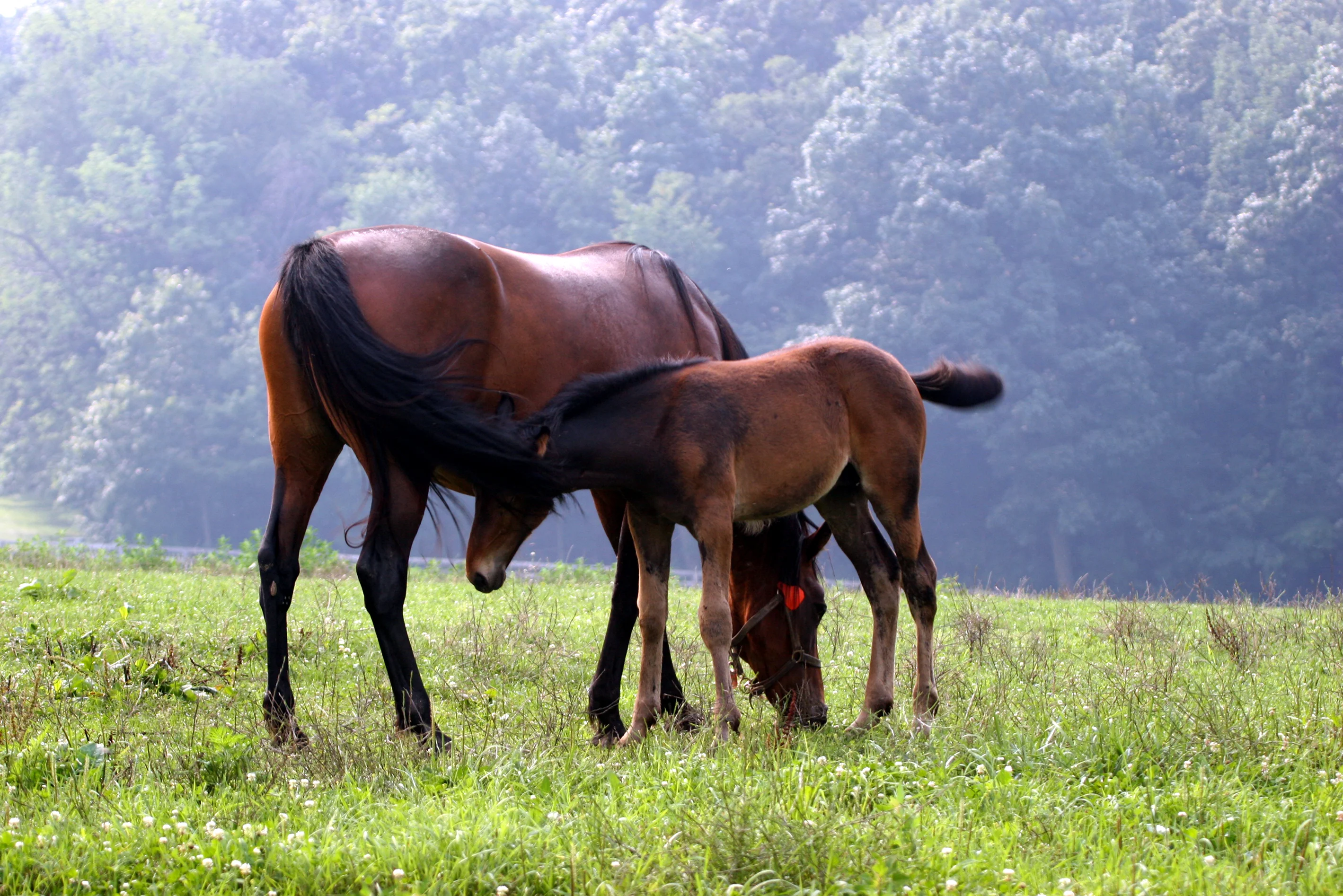 Horse and foal grazing in a field.